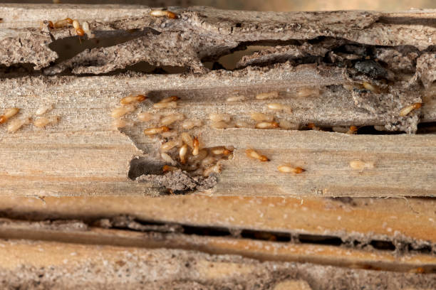 Flea Control Services in Forest Park, OH